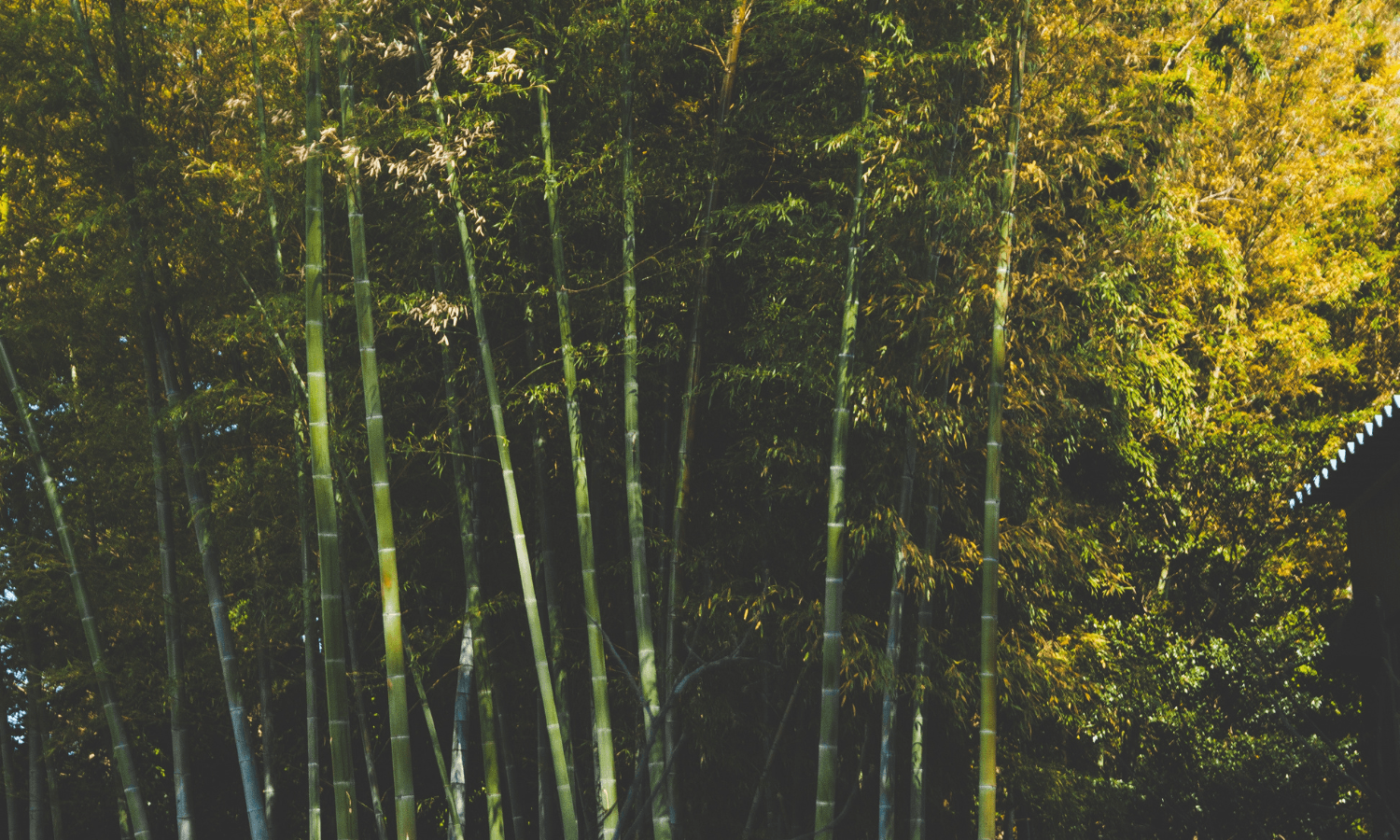 Bamboo - A seasonless fabric for all year round - Zipster